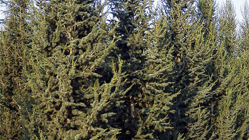 Cedrus libani 'Fastigiata' Stammbüsche