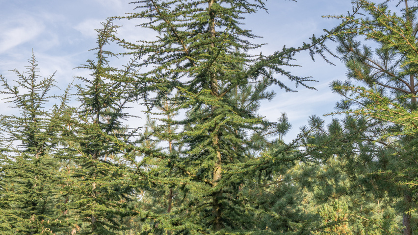 Cedrus libani Stammbüsche