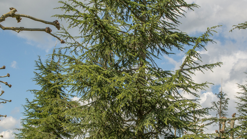 Cedrus libani Stammbüsche