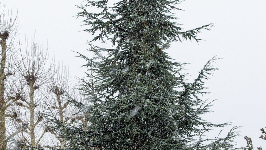 Cedrus libani Stammbüsche
