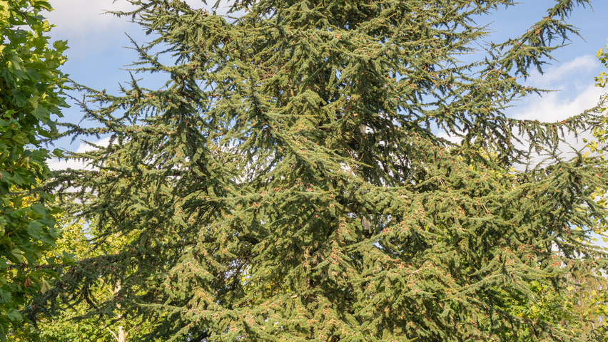 Cedrus libani Stammbüsche
