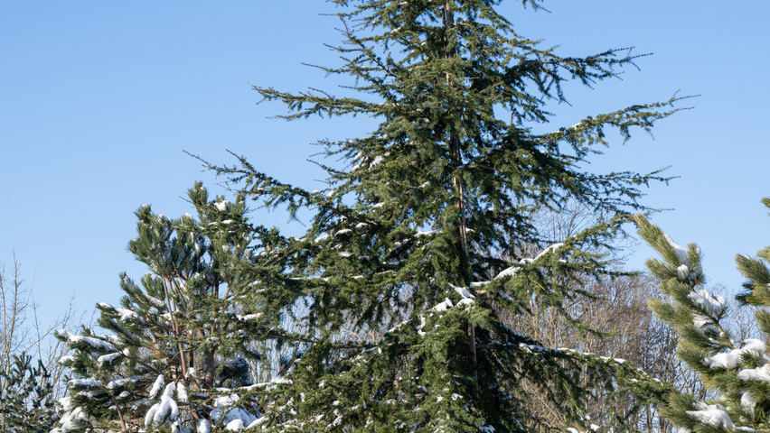 Cedrus libani Stammbüsche