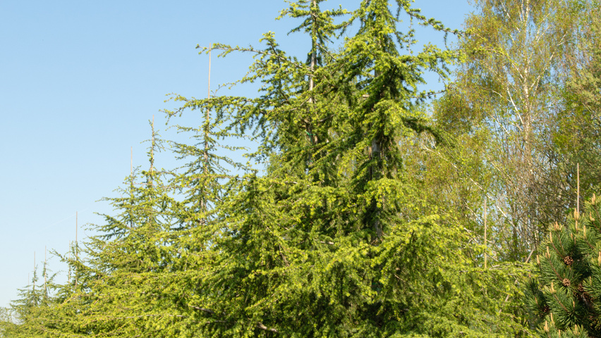 Cedrus libani Stammbüsche