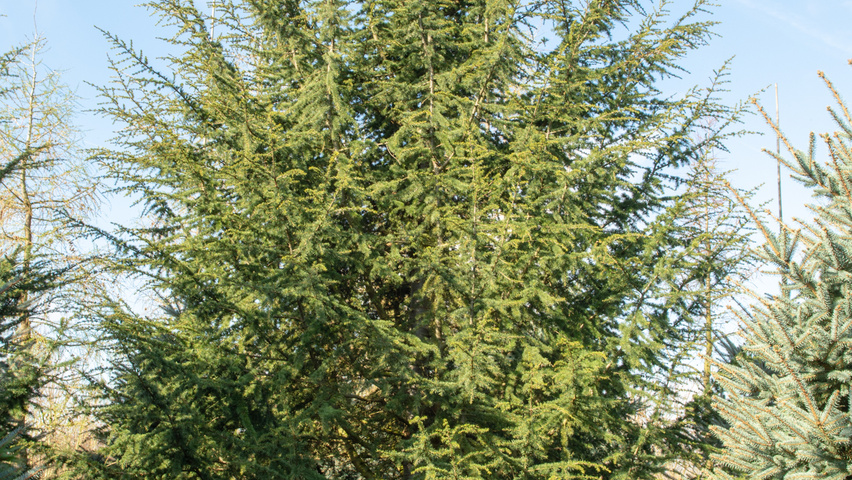 Cedrus libani Stammbüsche