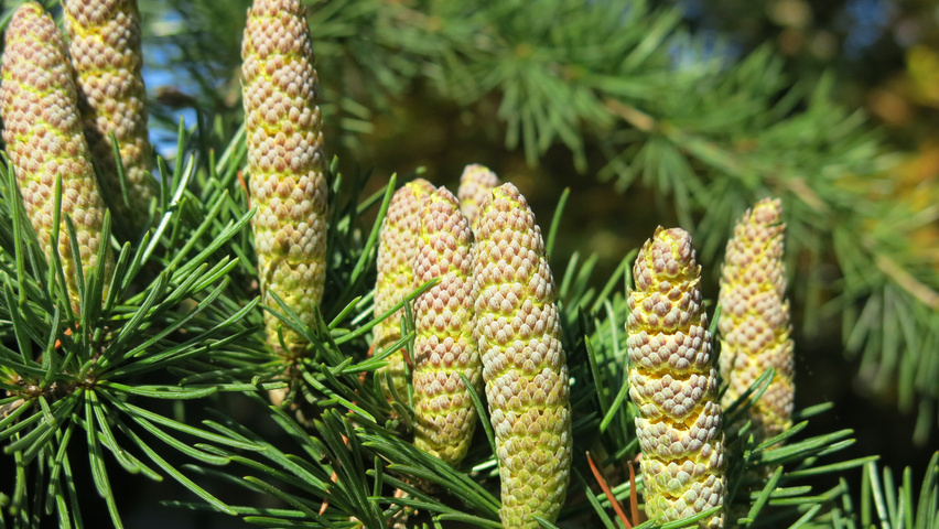 Cedrus libani Blumen