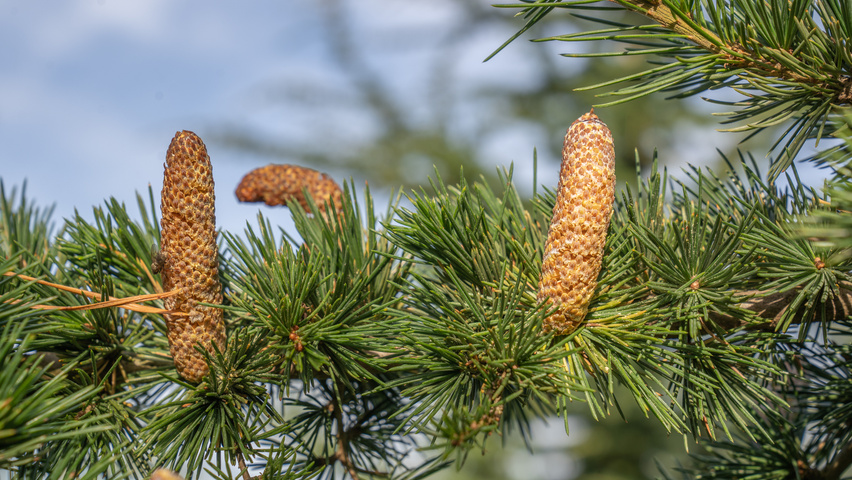 Cedrus libani Blumen