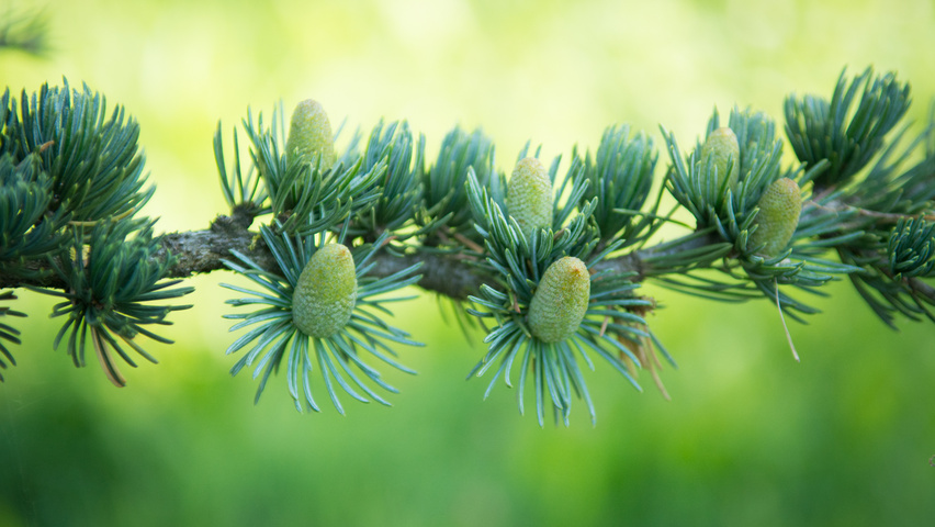 Cedrus libani Frucht