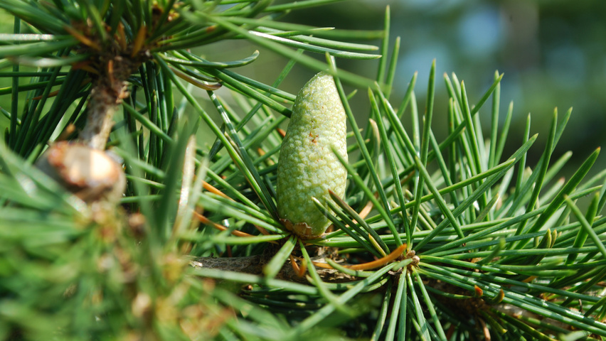 Cedrus libani Frucht