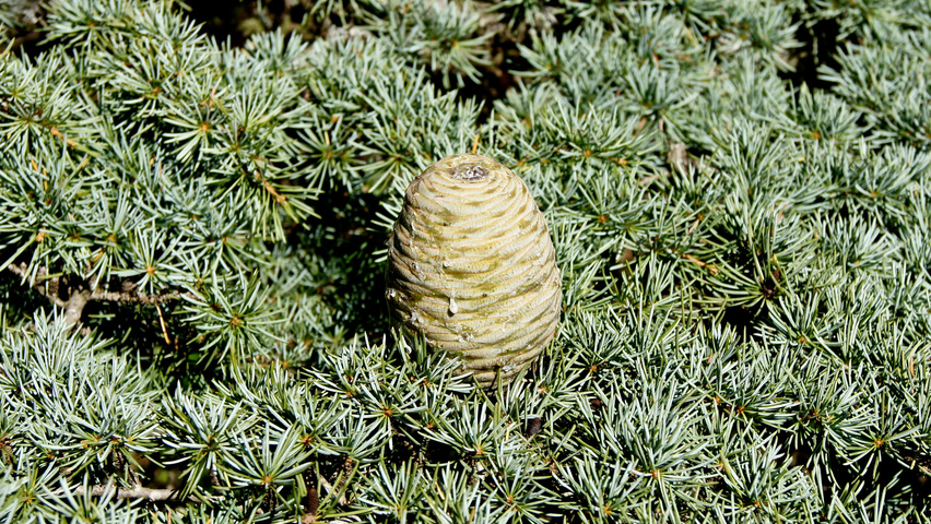 Cedrus libani Frucht