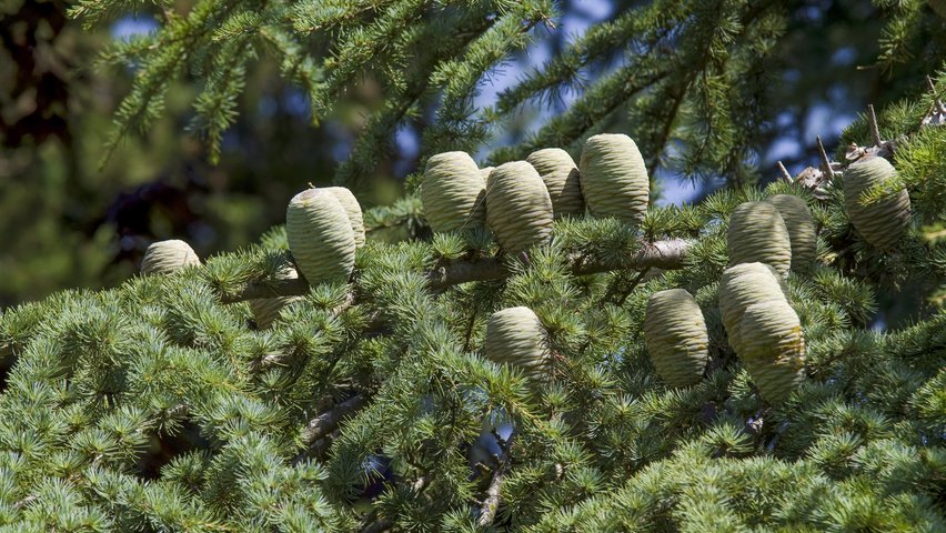 Cedrus libani Frucht
