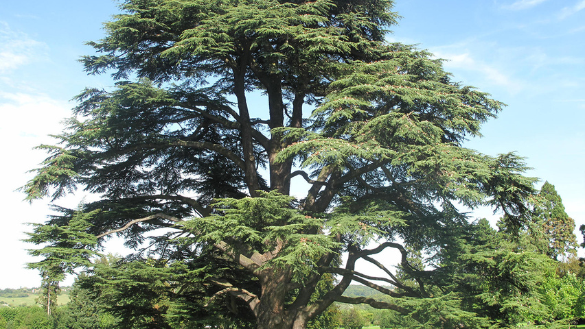 Cedrus libani 'Glauca' Деревья с высоким стволом (стандарт)