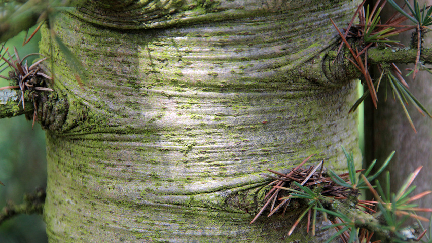 Cedrus atlantica  bark