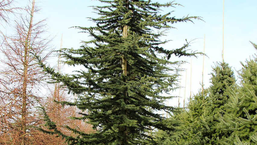 Cedrus atlantica  feathered