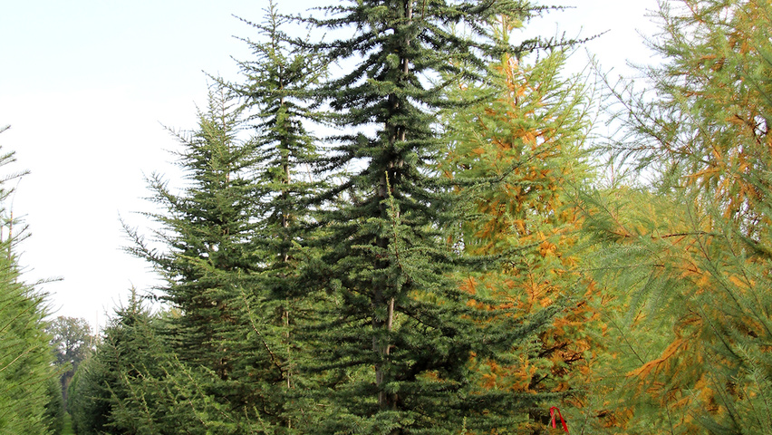 Cedrus atlantica  feathered