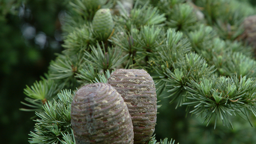 Cedrus atlantica  fruits