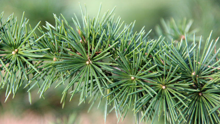 Cedrus atlantica  leaves