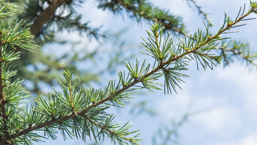 Cedrus libani Zweige