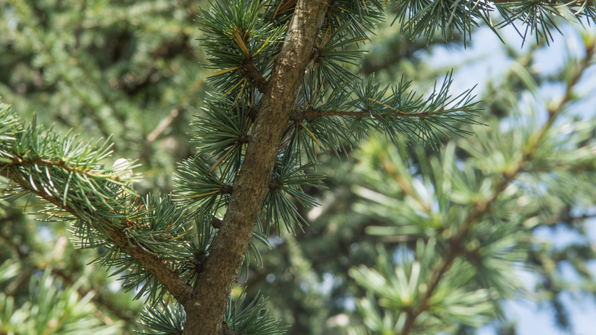 Cedrus libani Zweige