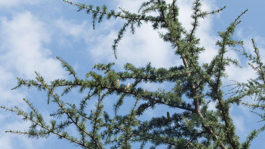 Cedrus libani Zweige