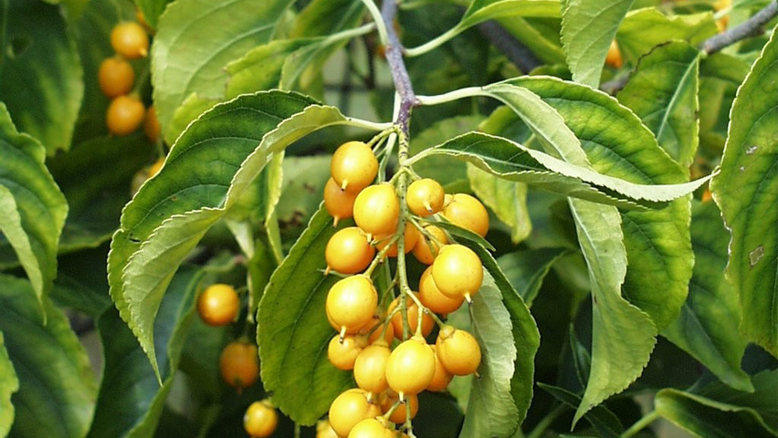 Celastrus scandens owoce