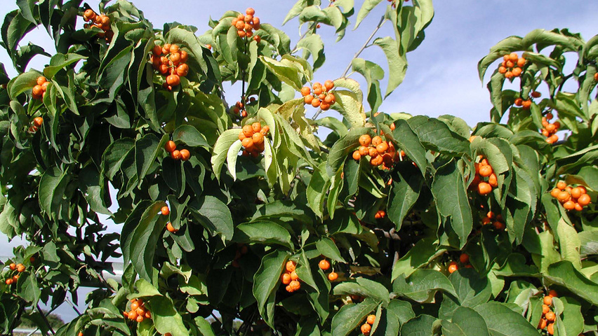 Celastrus scandens liście