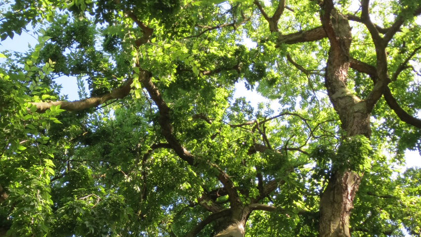 Celtis australis Rinden