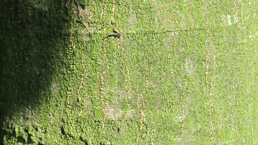 Celtis australis Rinden