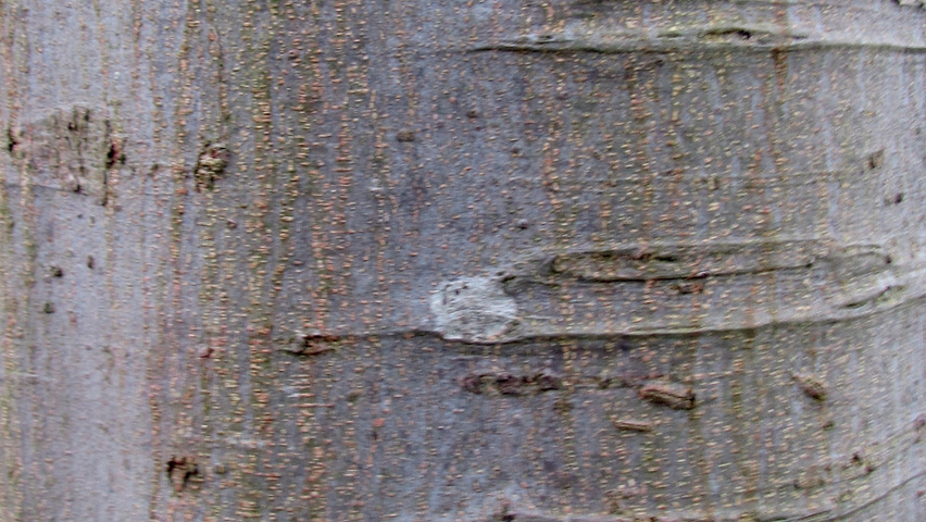 Celtis australis Rinden