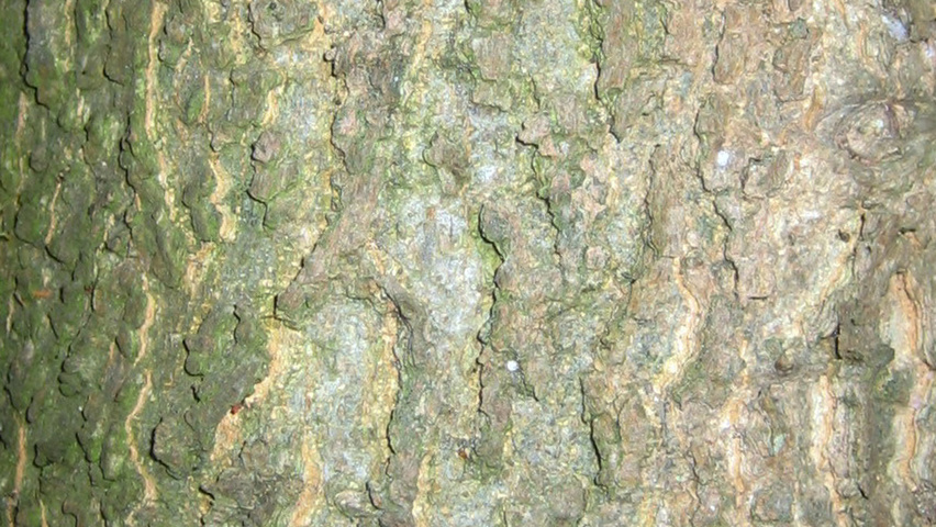 Celtis australis Rinden