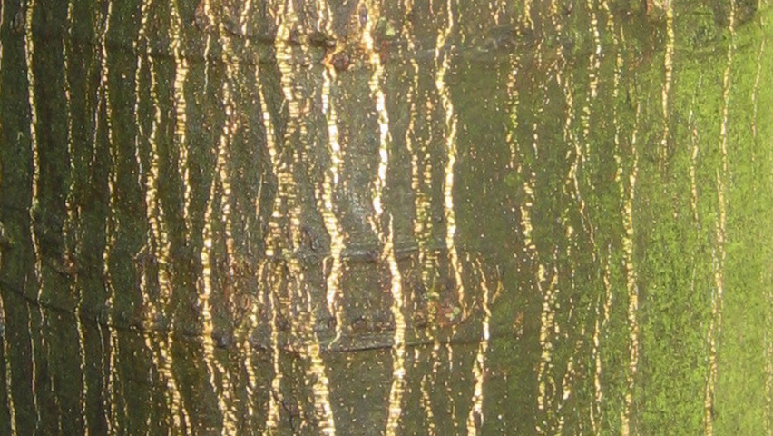 Celtis australis Rinden