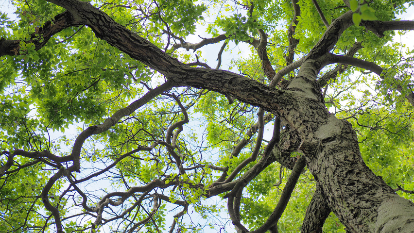 Celtis australis Rinden