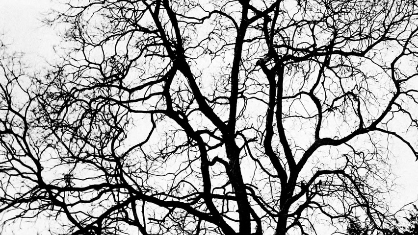 Celtis australis charakteristische