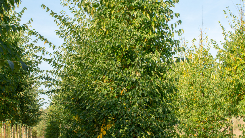 Celtis australis Stammbüsche