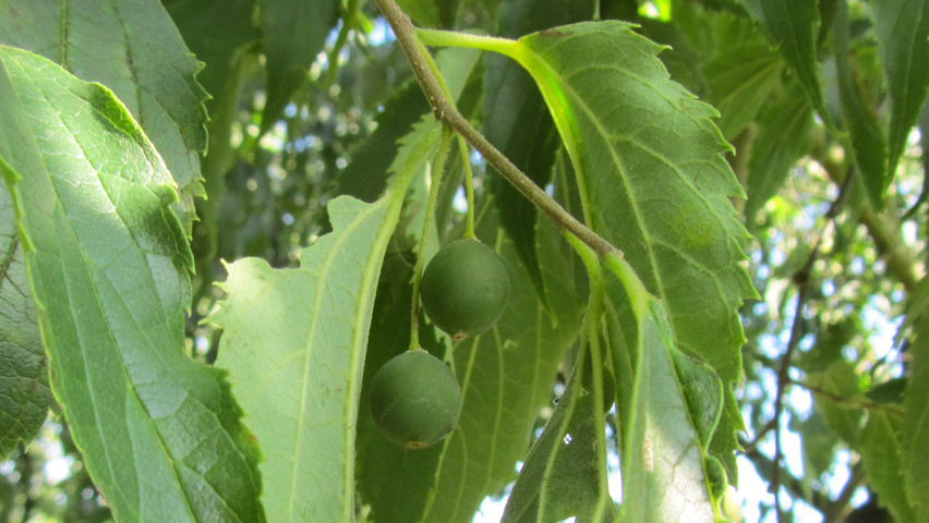 Celtis australis Frucht