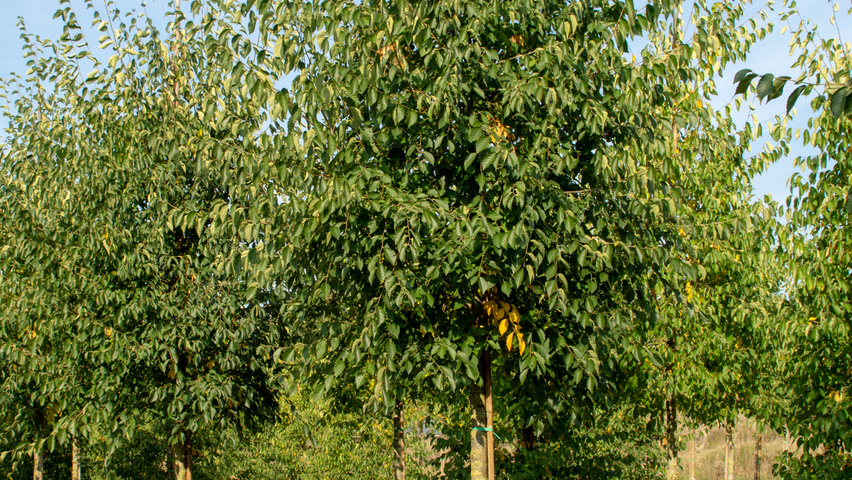 Celtis australis hochstämmig