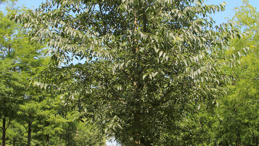 Celtis australis hochstämmig