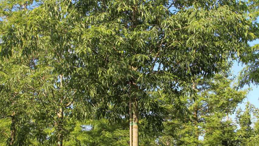 Celtis australis hochstämmig