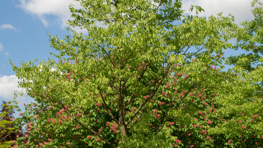 Celtis australis hochstämmig