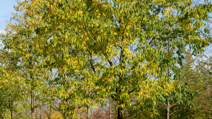 Celtis australis hochstämmig
