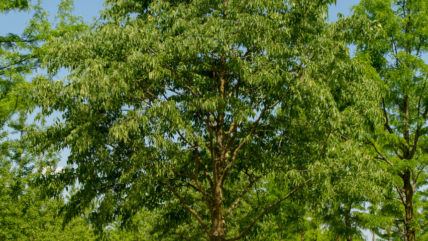 Celtis australis hochstämmig