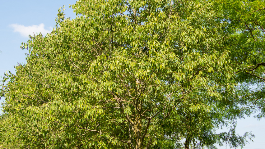 Celtis australis hochstämmig