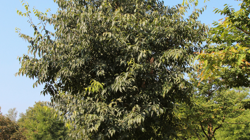 Celtis australis hochstämmig