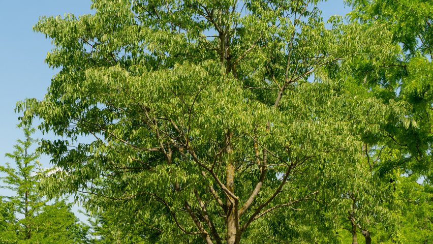 Celtis australis hochstämmig