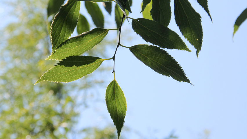 Celtis australis Blatt