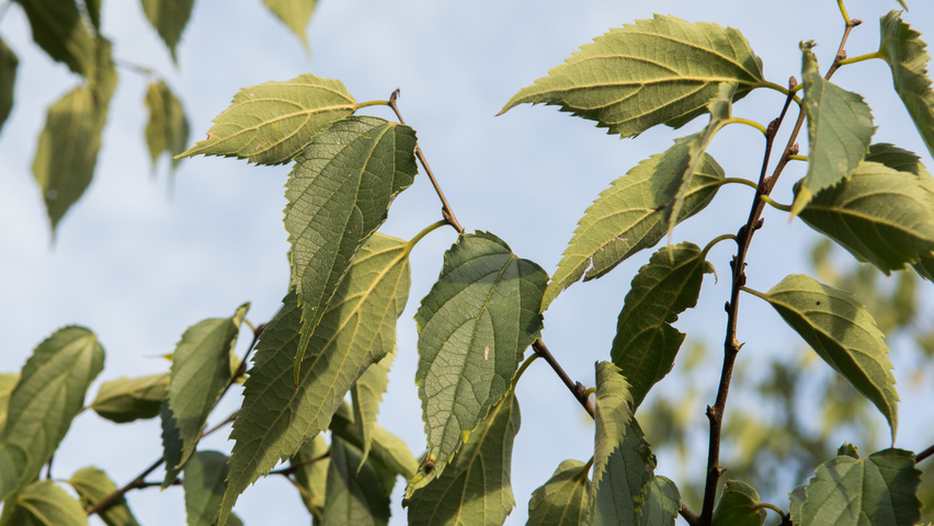 Celtis australis Blatt