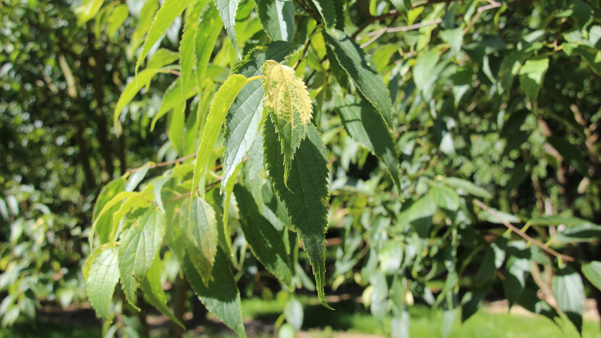 Celtis australis Blatt