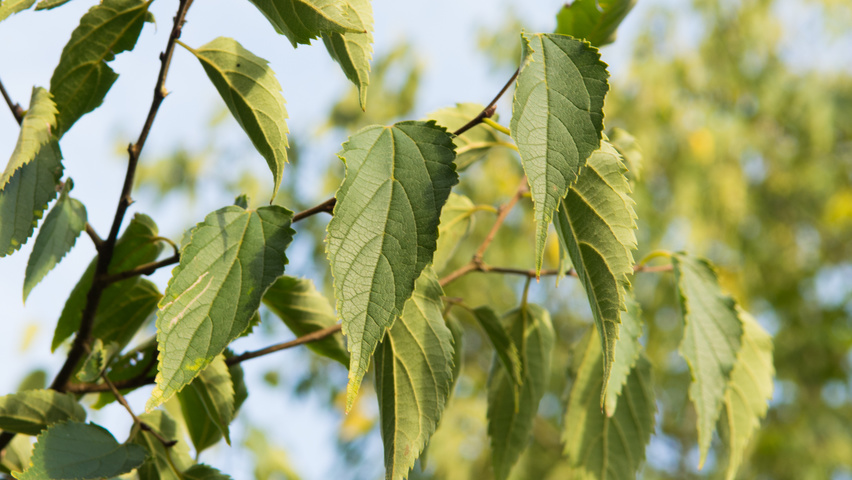 Celtis australis Blatt