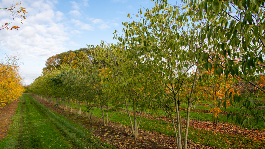 Celtis australis mehrstämmige Schirmform