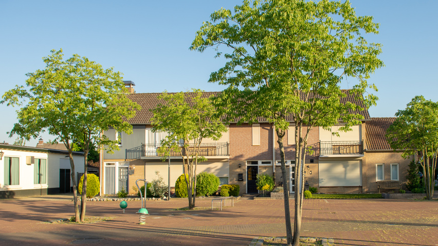 Celtis australis mehrstämmige Schirmform
