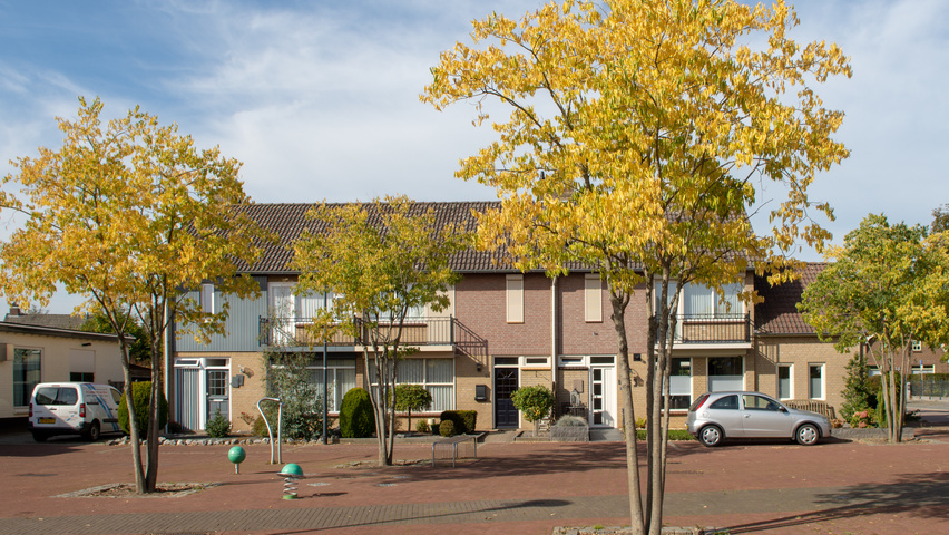 Celtis australis mehrstämmige Schirmform